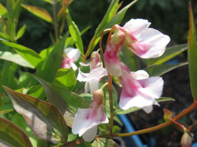 L.v.albo-roseus3.JPG