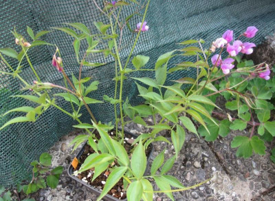 L.vernus ex Hügin.JPG