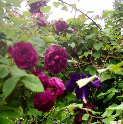 Orpheline_u_Viola_4_06_Kopie.jpg