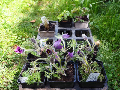 Pulsatilla vulgaris Junge P4220360.JPG