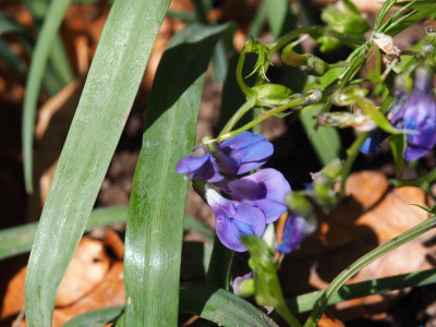 Lathyrus vernus Cyaneus Stolz P4220365.JPG