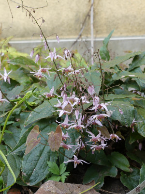 2021-04-22 Epimedium 'Asiatic Hybrid'.jpg
