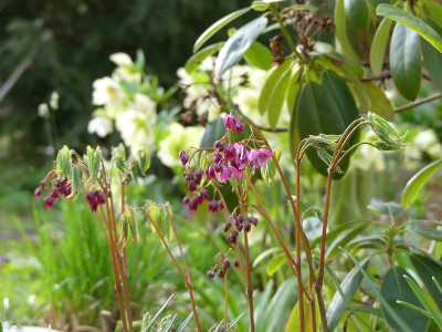 2021-04-22 Epimedium 'Bicolor Giant'.jpg
