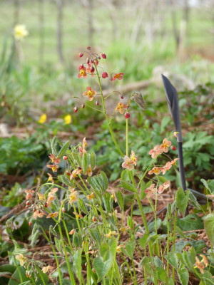 2021-04-22 Epimedium 'Miss Willmott'.jpg