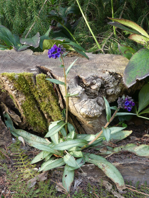 2021-04-22 Pulmonaria.jpg