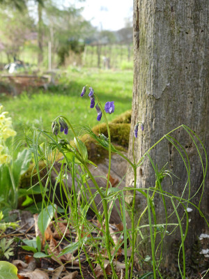 2021-04-22 Lathyrus vernus 1.jpg