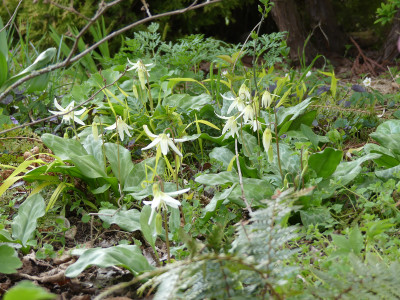 2021-04-22 Eryhtronium 'White Beauty' 1.jpg