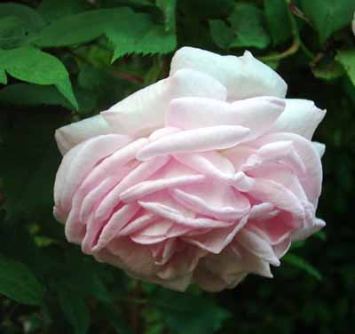 Mme_d_Enfert_Bl_07.5_Kopie.jpg