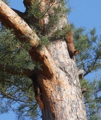 Eichhörnchen 1 210420 k.jpg