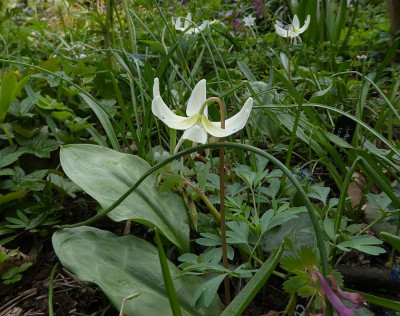 Erythronium 210422k.jpg