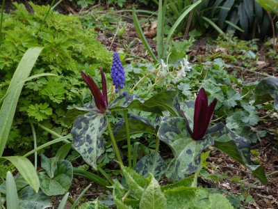Trillium k.jpg