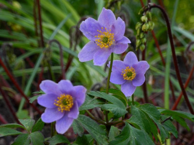 nemorosa 'Hannah Gubbay' 2021-04-19.JPG