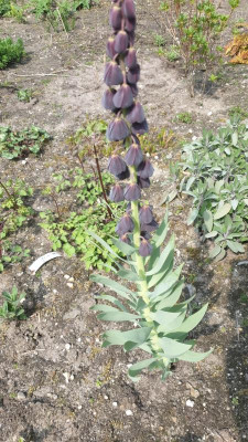 IMG-20210421-WA0003.jpeg