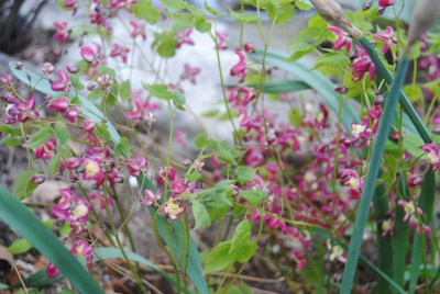 DSC_2396.JPG