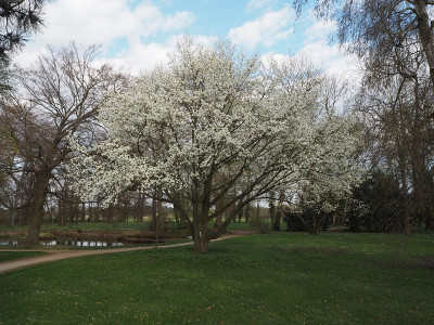 Magnolia kobus 23.4.21 ue.JPG
