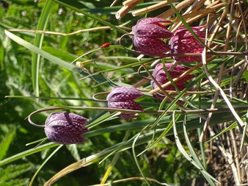 Schachbrettblume_1.jpg