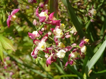 Epimedium_1.jpg
