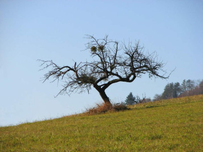BAUME_MI_281107.jpg