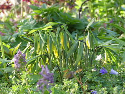 2021-04-23 Uvularia grandiflora.jpg