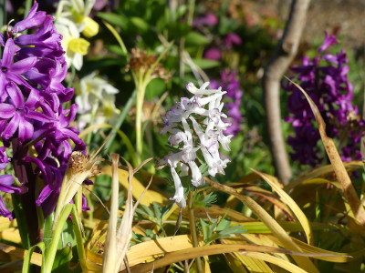 2021-04-23 Corydalis solida.jpg