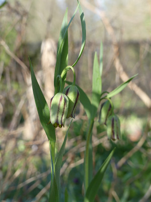 2021-04-23 Fritillaria hermonis ssp. amana.jpg