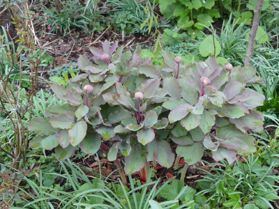 2021-04-18 Paeonia mlokosewitschii.jpg