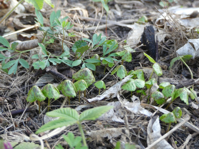2021-04-23 Podophyllum hexandrum.jpg