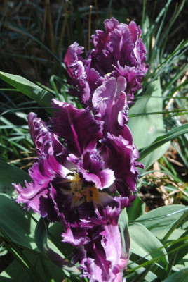 DSC_0008.JPG