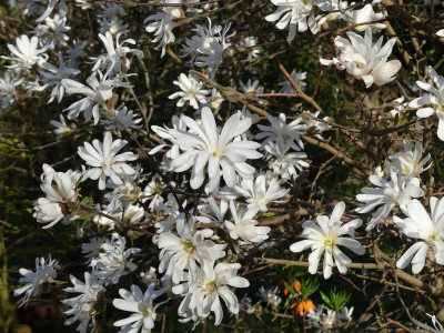 2021-04-23 Magnolia stellata 'Royal Star' 1.jpg
