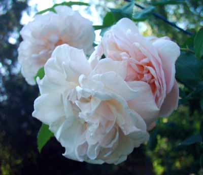 Cymbeline_Blueten_07_5_Kopie.jpg
