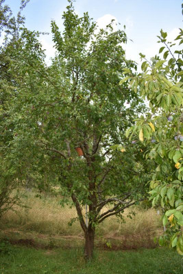 Obstgarten Juli 2018 004.JPG
