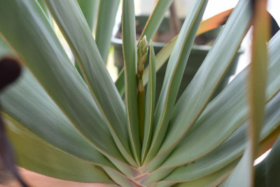 Aloe plicatilis 002.JPG