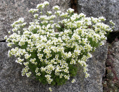 Draba x suendermannii 24.04.21.JPG