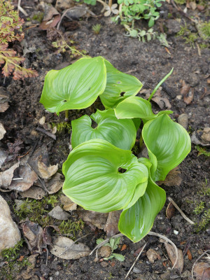 2021-04-24 Maianthemum dilatatum 'Baby Moon' 1.jpg