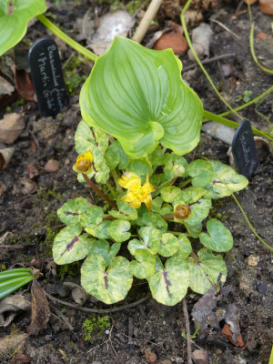 2021-04-24 Maianthemum dilatatum 'Baby Moon' 2.jpg