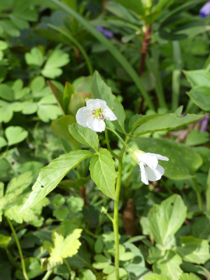 2021-04-24 Cardamine.jpg
