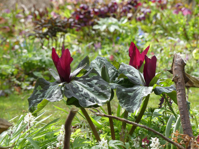 2021-04-24 Trillium chloropetalum 5.jpg
