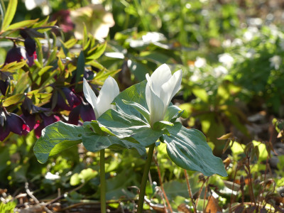 2021-04-24 Trillium chloropetalum 'Album' 1.jpg