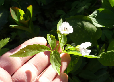 2021-04-24 Cardamine 2.jpg