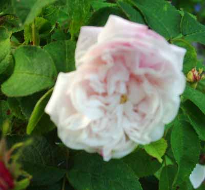 Marie_de_St_Jean_Bl_07_5_Kopie.jpg