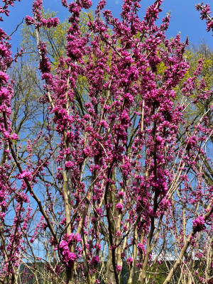 Cercis chinensis Avondale April 2021.jpg