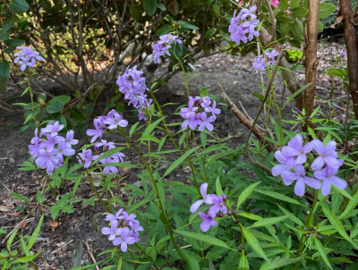 Cardamine bulbifera April 2020.jpg