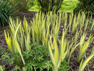 Iris pseudoacorus Variegata April 2021.jpg