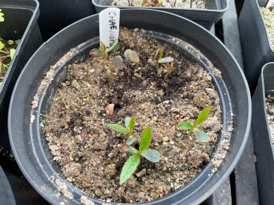 Chaenomeles cathayensis Germination April 2021.jpg