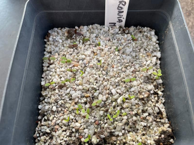 Aronia mischurinii Germination April 2021.jpg