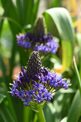 Scilla peruviana.jpg