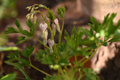 BS1_3319.jpg