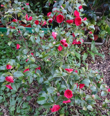 DSC07608.jpg