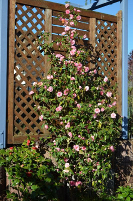 DSC_0725.JPG