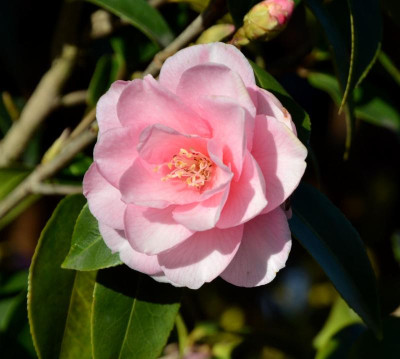 Camellia-Spring-Festival.21-2.jpg